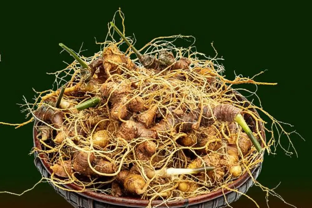 S&acirc;m Ngọc Linh, &lsquo;quốc bảo Việt Nam&rsquo; d&agrave;nh cho sức khỏe 4
