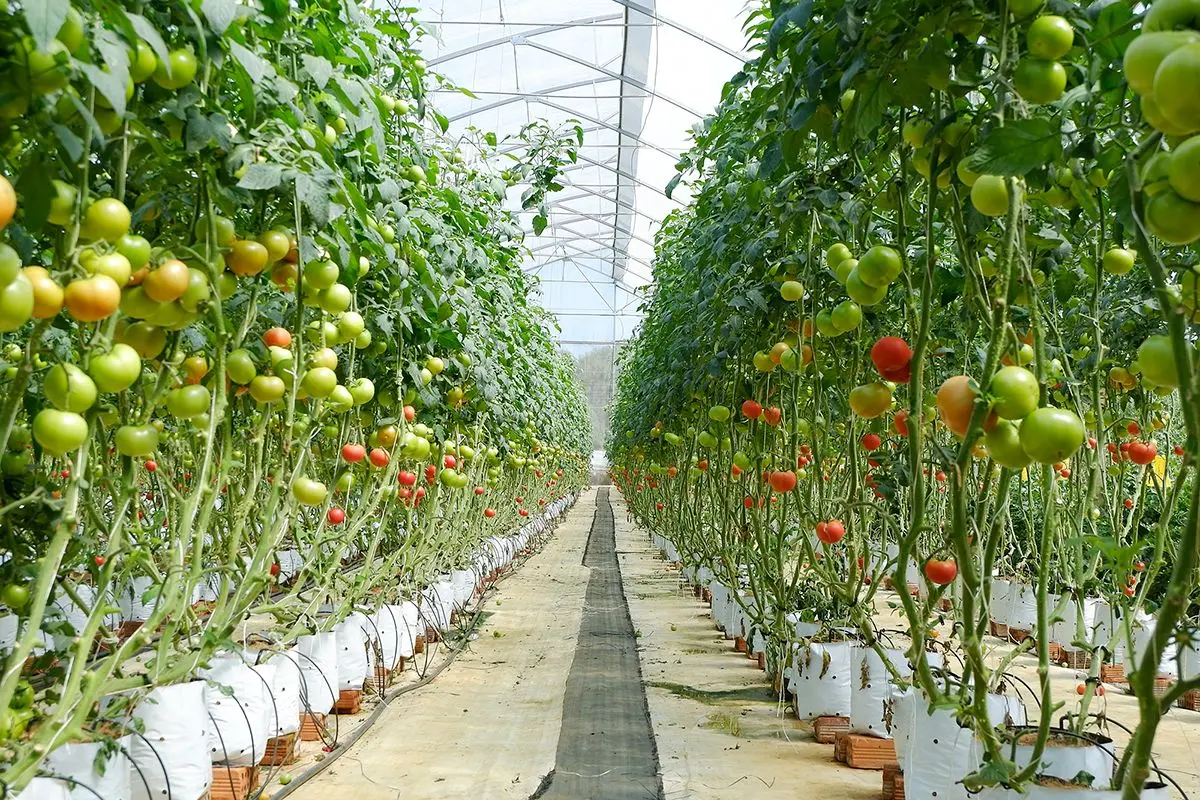 12 tiếng tại Măng Đen, thời gian vừa đủ cho một chuyến đi thú vị 3