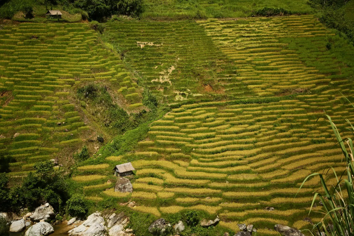 Chi&ecirc;m ngưỡng Ruộng bậc thang Ngọc Linh đẹp m&ecirc; hồn tr&ecirc;n cao nguy&ecirc;n h&ugrave;ng vĩ 3