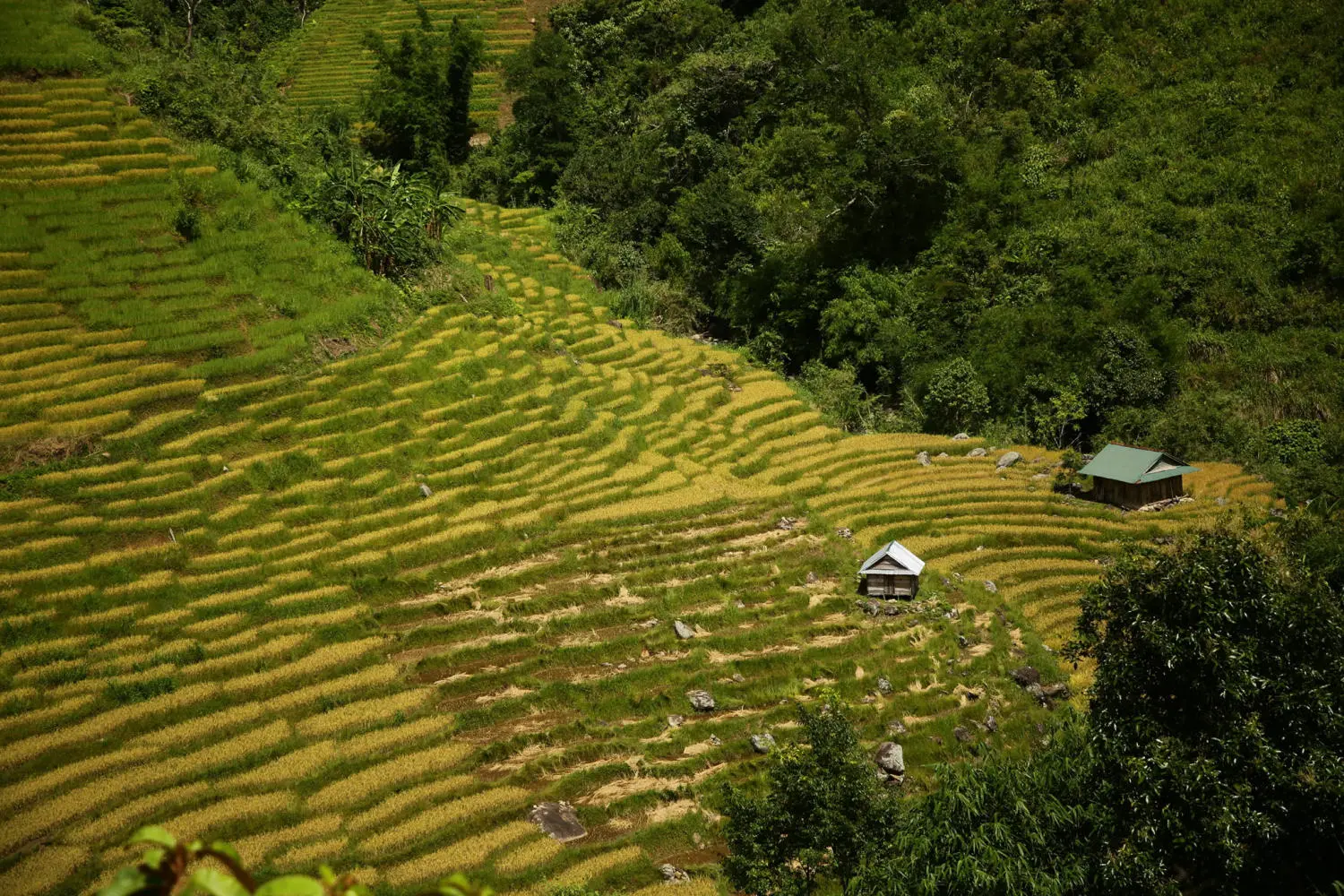 Chi&ecirc;m ngưỡng Ruộng bậc thang Ngọc Linh đẹp m&ecirc; hồn tr&ecirc;n cao nguy&ecirc;n h&ugrave;ng vĩ 4