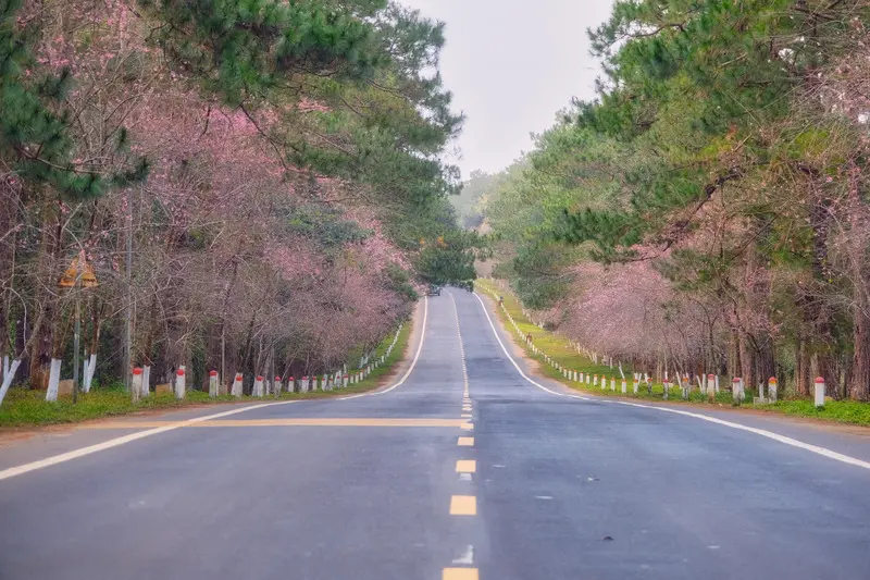 Có một mùa hoa anh đào Măng Đen nên thơ giữa đất trời Kon Tum 2