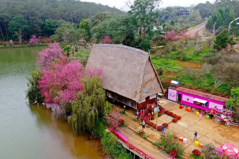 Có một mùa hoa anh đào Măng Đen nên thơ giữa đất trời Kon Tum 4