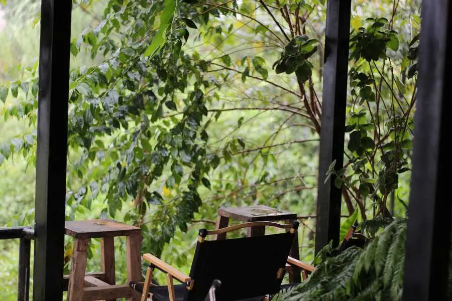 La Petite Cafe Măng Đen, điểm ngắm rừng th&ocirc;ng cực chill tại Kon Tum 4