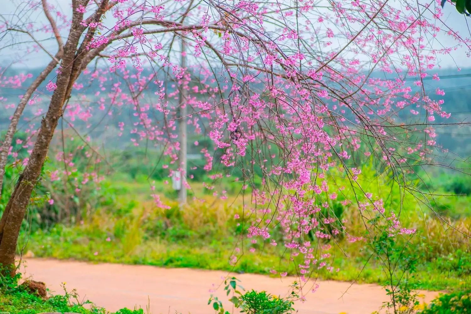 Mai anh đ&agrave;o Măng Đen nở rộ tuyệt đẹp chiếm trọn tr&aacute;i tim người thưởng ngoạn 3