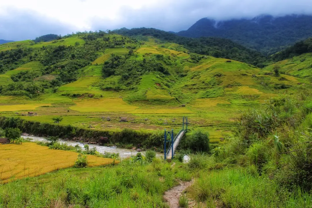 Ngắm m&ugrave;a l&uacute;a ch&iacute;n tr&ecirc;n n&uacute;i Ngọc Linh Kon Tum đẹp m&ecirc; hồn người 3