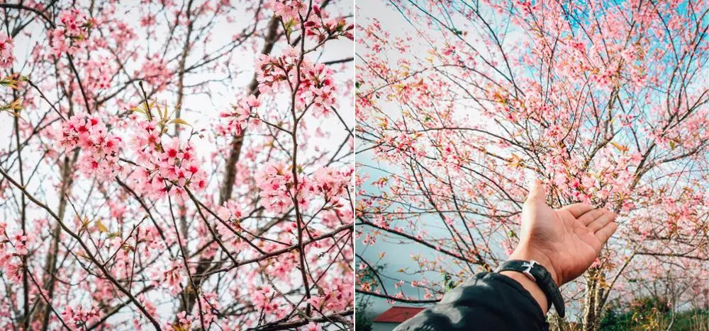 Ngắm nh&igrave;n mai anh đ&agrave;o Kon Tum khoe sắc đầu xu&acirc;n đẹp m&ecirc; đắm 3