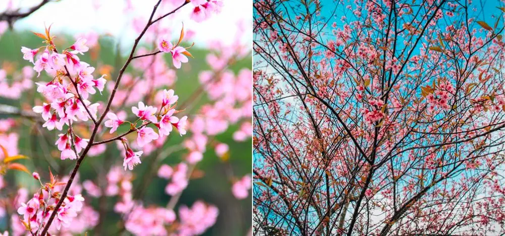 Ngắm nh&igrave;n mai anh đ&agrave;o Kon Tum khoe sắc đầu xu&acirc;n đẹp m&ecirc; đắm 2