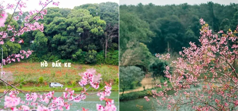 Ngắm nh&igrave;n mai anh đ&agrave;o Kon Tum khoe sắc đầu xu&acirc;n đẹp m&ecirc; đắm 5