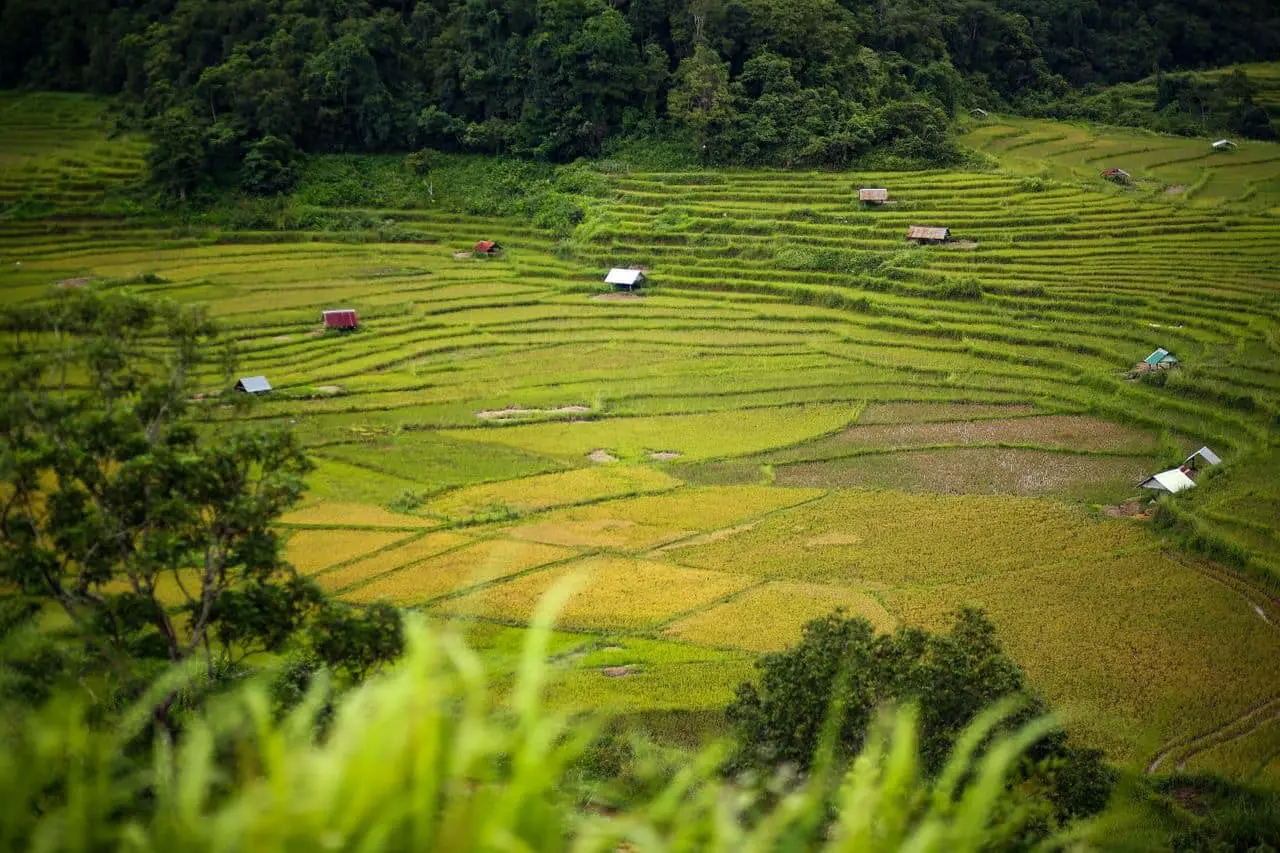 Ruộng bậc thang l&agrave;ng Kon Tu Rằng b&igrave;nh y&ecirc;n tr&ecirc;n cao nguy&ecirc;n thơ mộng 10