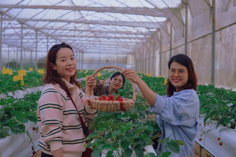 Top 8 vườn d&acirc;u Măng Đen nơi tận tay h&aacute;i tr&aacute;i ngon từ tr&ecirc;n c&agrave;nh 7