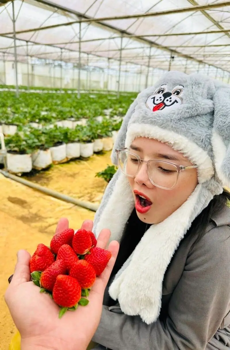 Top 8 vườn d&acirc;u Măng Đen nơi tận tay h&aacute;i tr&aacute;i ngon từ tr&ecirc;n c&agrave;nh 2