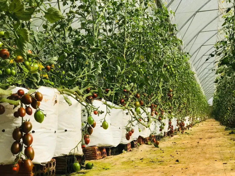 Top 8 vườn d&acirc;u Măng Đen nơi tận tay h&aacute;i tr&aacute;i ngon từ tr&ecirc;n c&agrave;nh 17