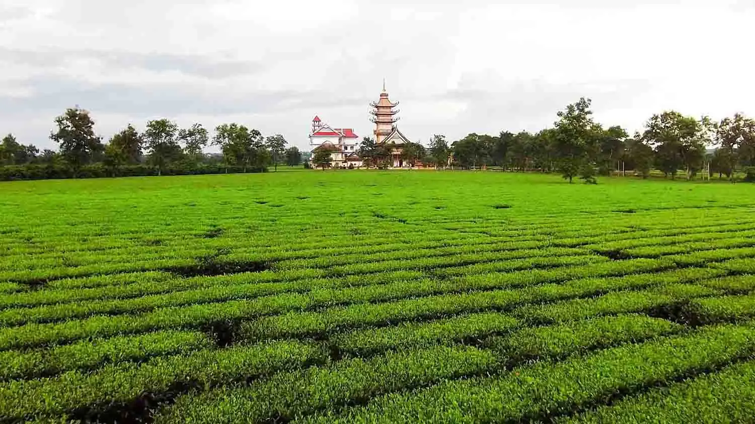 Khám phá Pleiku - Kon Tum - Măng Đen 4N3D cực thú vị 6