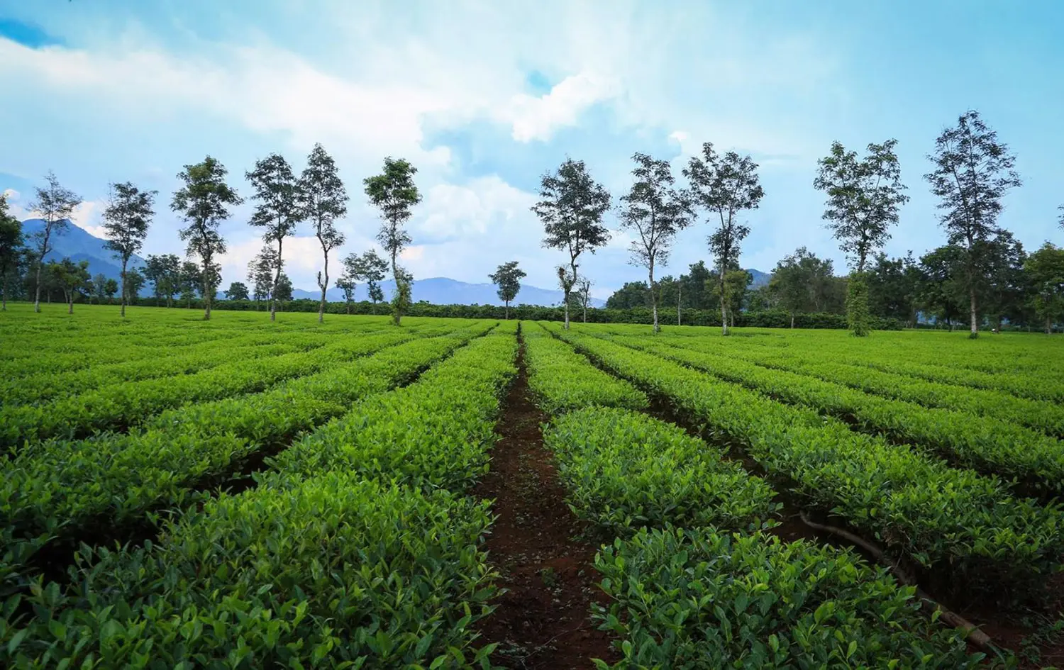 Tour H&agrave; Nội - Gia Lai - Kon Tum - Biển Hồ 4N3D si&ecirc;u hấp dẫn 10