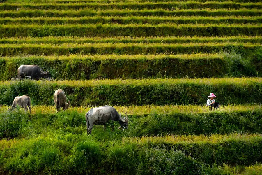 Đến Chợ phiên Y Tý khám phá sắc màu vùng cao 3