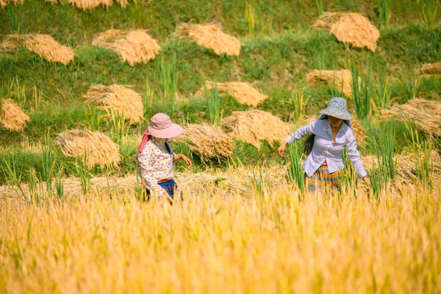 Săn Mùa vàng Y Tý cùng kẻ độc hành Bùi Ngọc Công 5