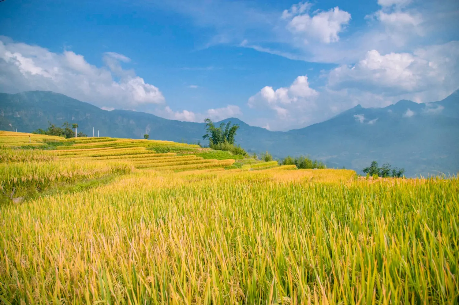 Săn Mùa vàng Y Tý cùng kẻ độc hành Bùi Ngọc Công 9