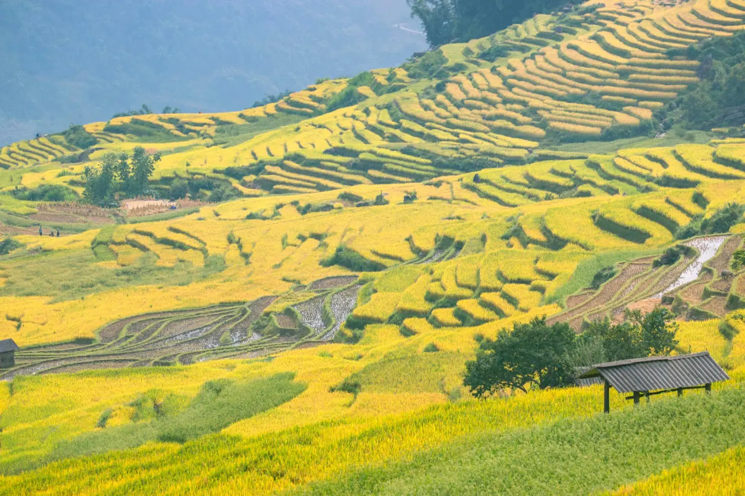 Săn Mùa vàng Y Tý cùng kẻ độc hành Bùi Ngọc Công 6