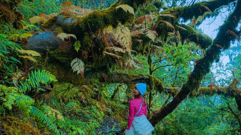 Trekking Nh&igrave;u Cồ San, một trong 10 ngọn n&uacute;i cao nhất Việt Nam 5