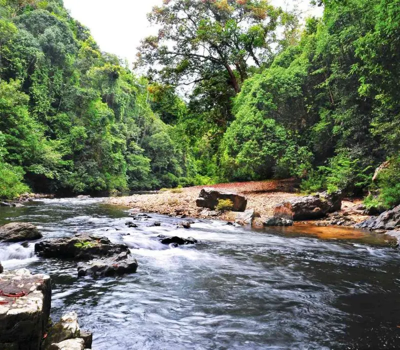 Chuyến thám hiểm tới Vườn quốc gia Taman Negara đầy bí ẩn