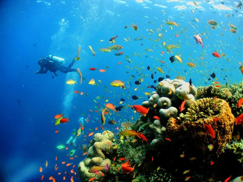 Đảo Sipadan v&agrave; cuộc phi&ecirc;u lưu dưới đ&aacute;y đại dương tuyệt đẹp 5