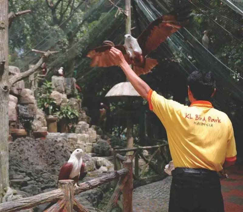 KL Bird Park, thi&ecirc;n đường chim mu&ocirc;ng ngay tại Kuala Lumpur 6
