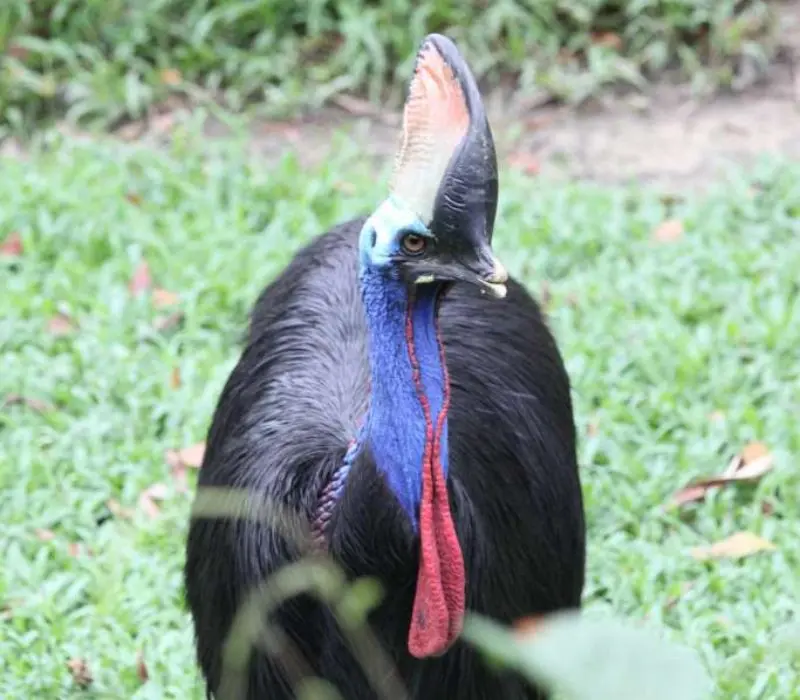 KL Bird Park, thi&ecirc;n đường chim mu&ocirc;ng ngay tại Kuala Lumpur 11