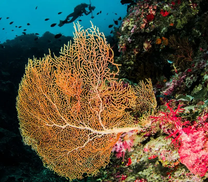 Sipadan, vi&ecirc;n ngọc ki&ecirc;u kỳ của Malaysia đang chờ bạn kh&aacute;m ph&aacute; 3