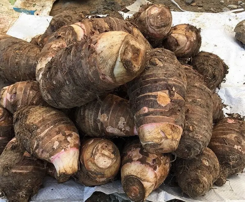 Đặc sản Mộc Ch&acirc;u nổi bật được nhiều thực kh&aacute;ch ưa th&iacute;ch 3