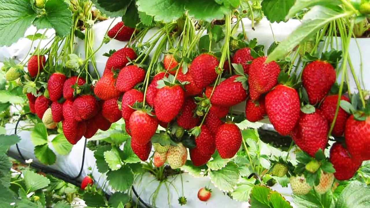 D&acirc;u t&acirc;y Mộc Ch&acirc;u - Hương vị nhuộm đỏ cả bầu trời T&acirc;y Bắc thơ mộng 3