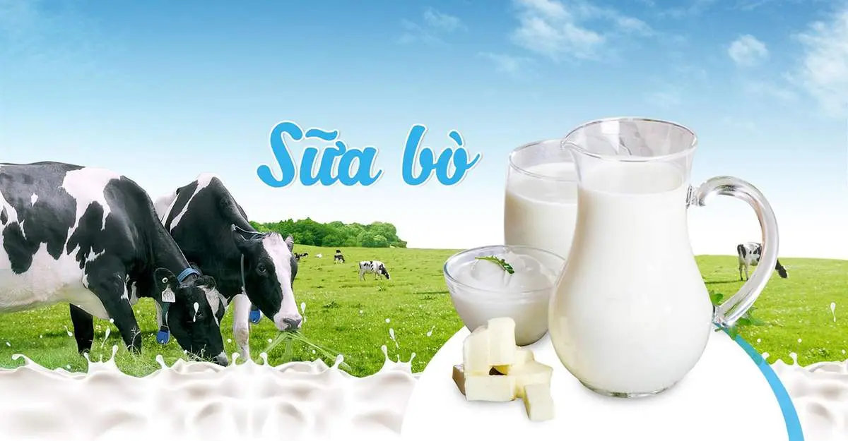 Sữa b&ograve; non Mộc Ch&acirc;u - Thức qu&agrave; qu&yacute; từ đồng nội bao la 3
