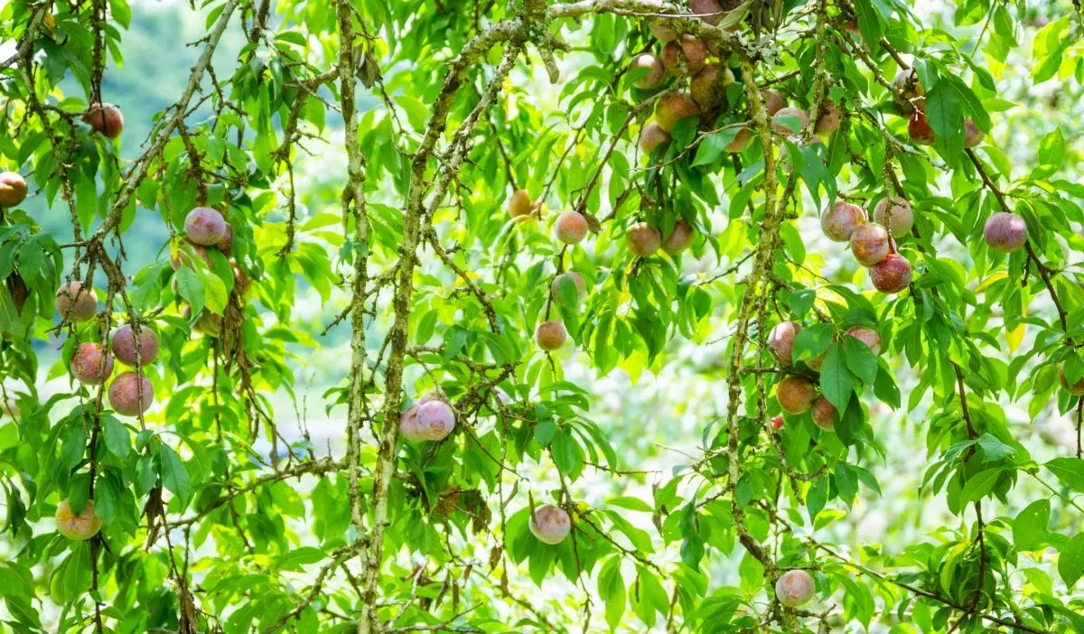 Thưởng thức mận hậu Mộc Ch&acirc;u - Đặc sản miền T&acirc;y Bắc 5
