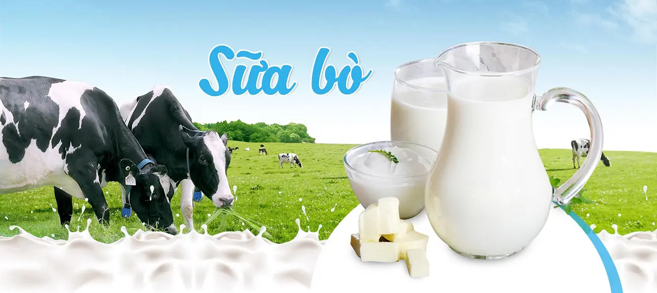 Sữa bò non Mộc Châu - Thức quà quý từ đồng nội bao la
