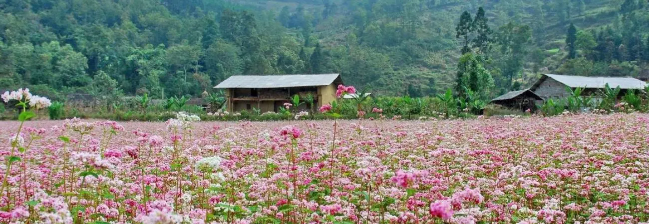 Có một Vườn hoa tam giác mạch xinh đẹp trên cao nguyên Mộc Châu