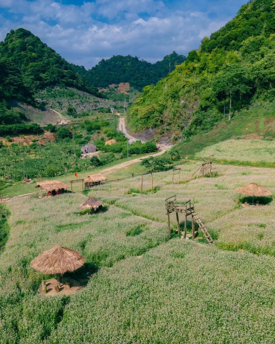 Có một Vườn hoa tam giác mạch xinh đẹp trên cao nguyên Mộc Châu 5