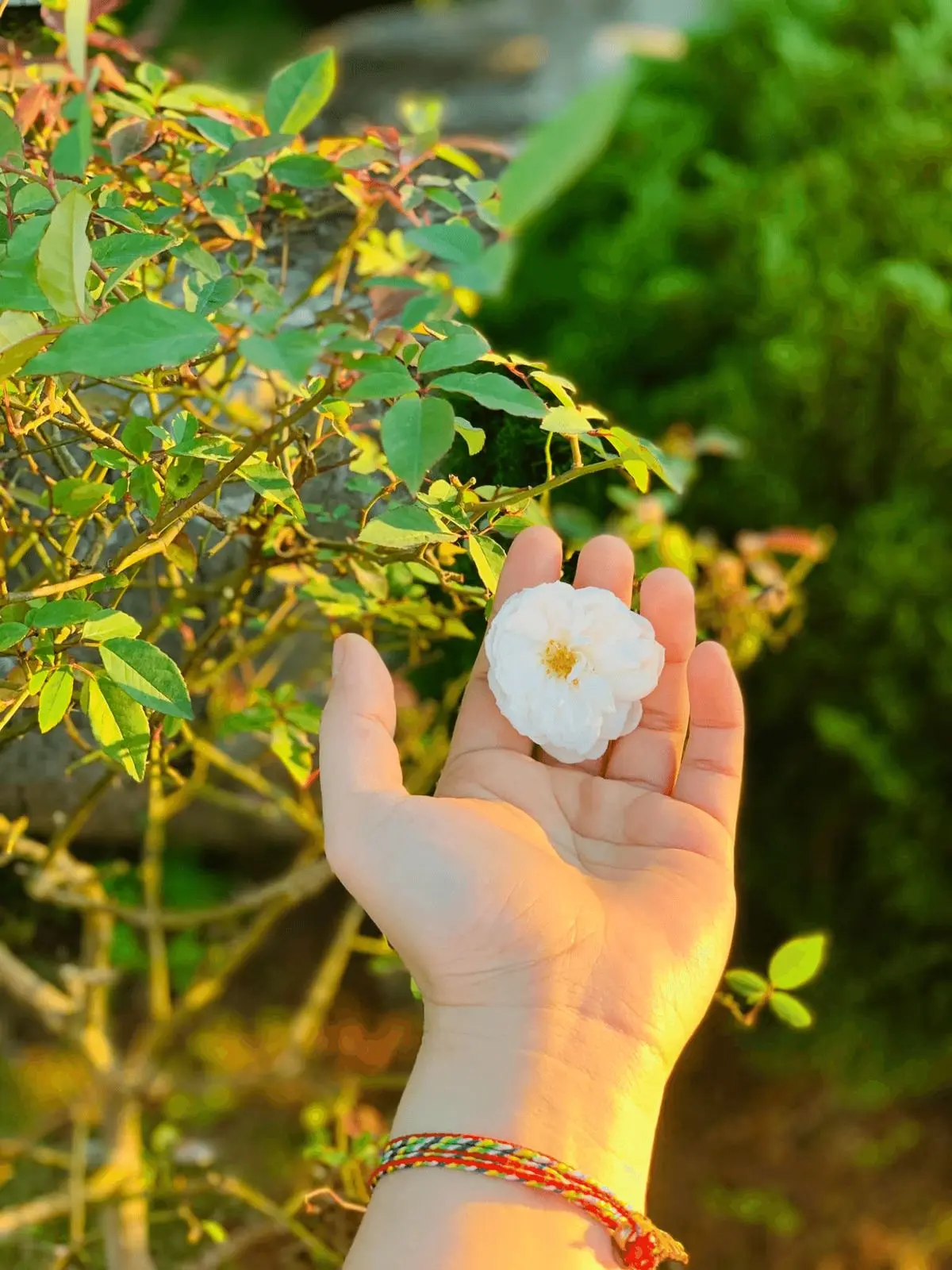 Gh&eacute; đọc review cao nguy&ecirc;n Mộc Ch&acirc;u n&ecirc;n thơ, h&ugrave;ng vĩ 11