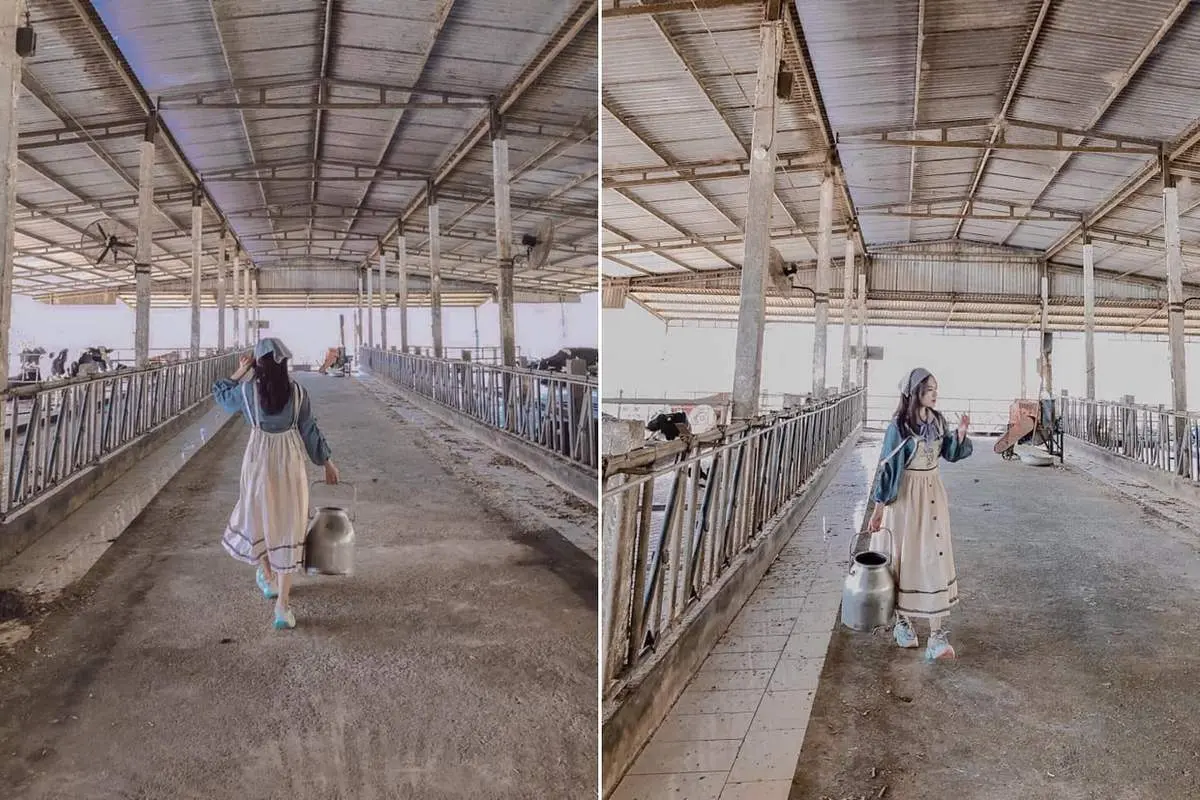 Kh&aacute;m ph&aacute; n&eacute;t đẹp thơ mộng với 1 ng&agrave;y ở trang trại b&ograve; sữa Mộc Ch&acirc;u 5