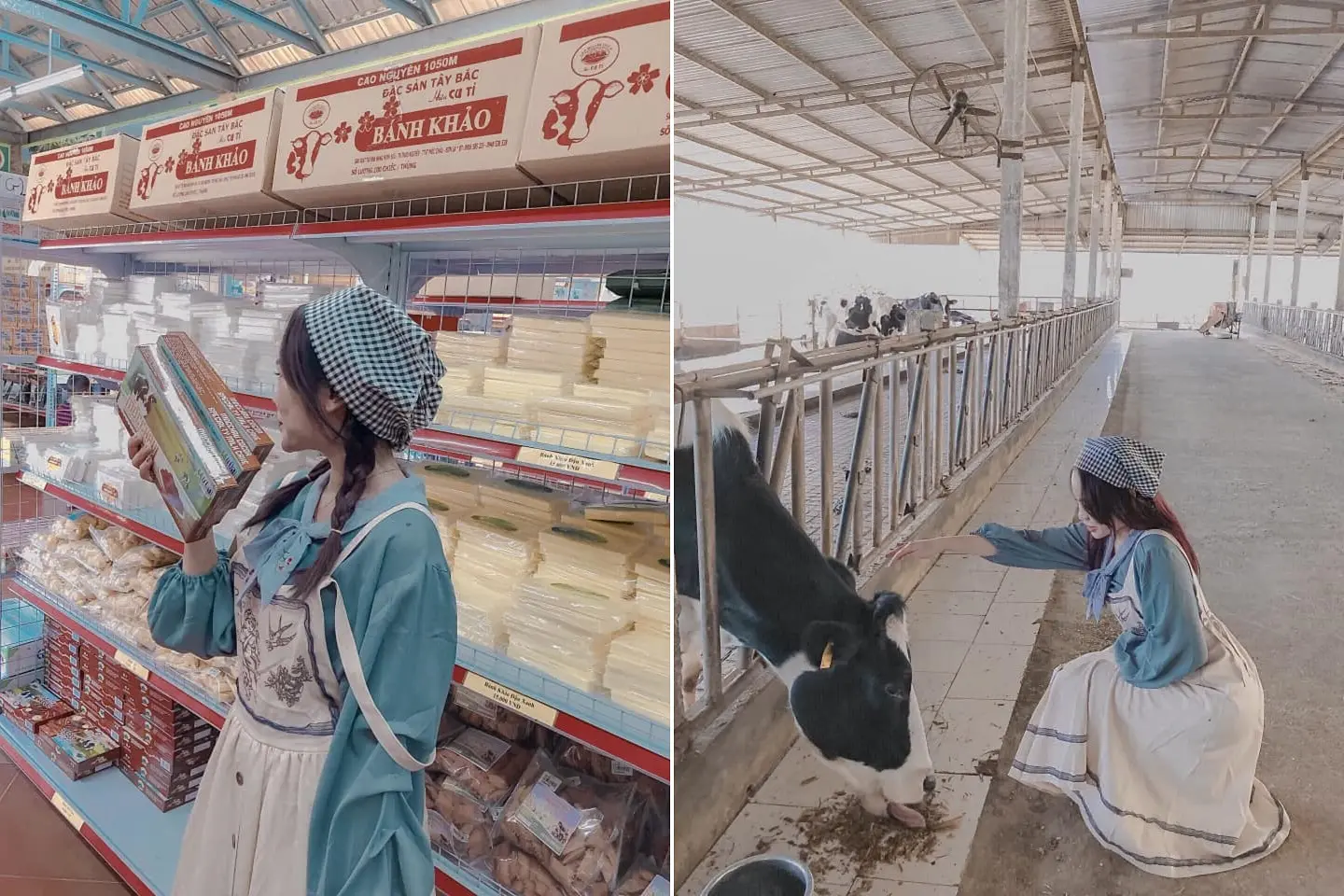 Kh&aacute;m ph&aacute; n&eacute;t đẹp thơ mộng với 1 ng&agrave;y ở trang trại b&ograve; sữa Mộc Ch&acirc;u 2