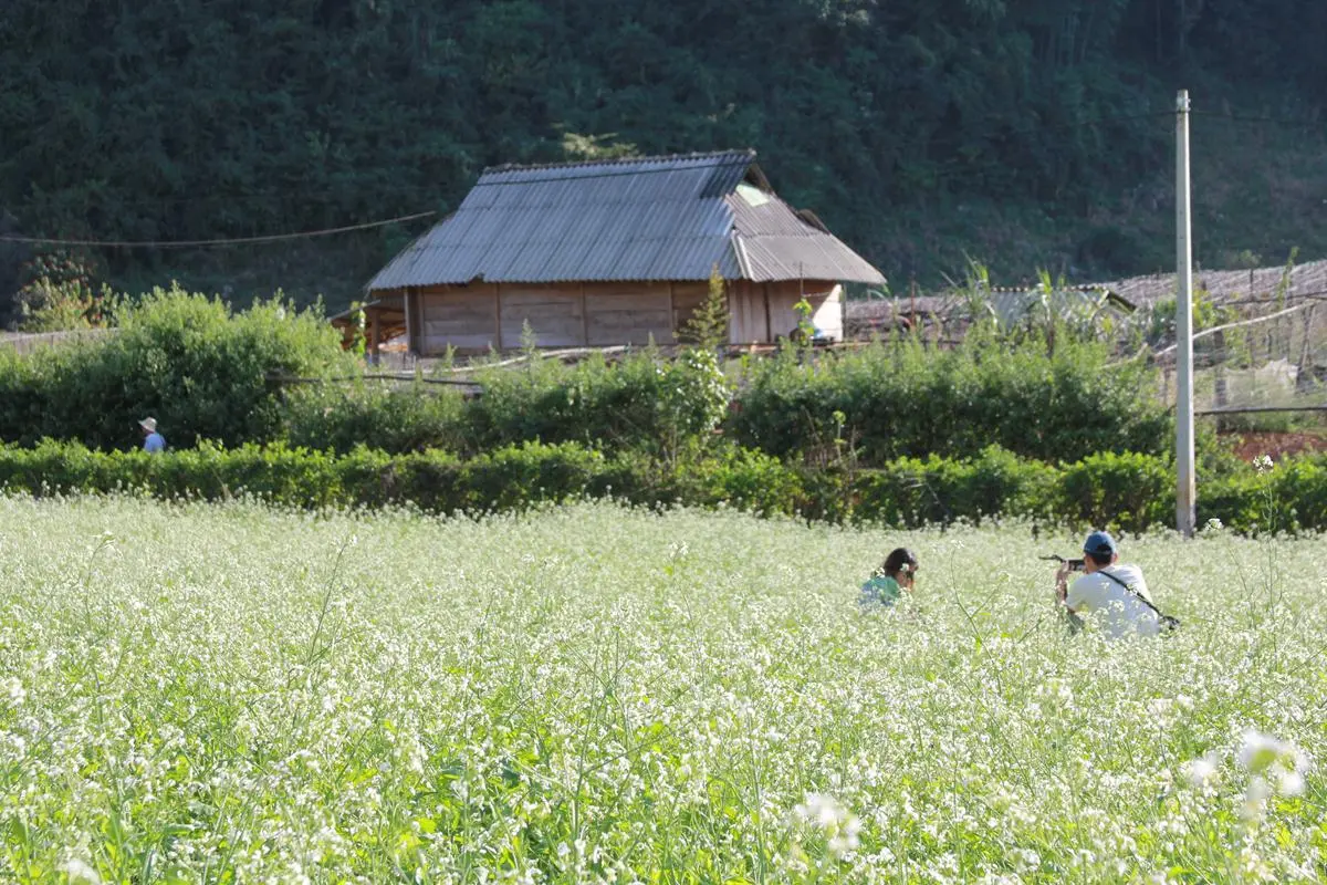 Review check-in Mộc Ch&acirc;u th&aacute;ng 12 - Những ng&agrave;y cuối năm với sắc m&agrave;u rực rỡ 5