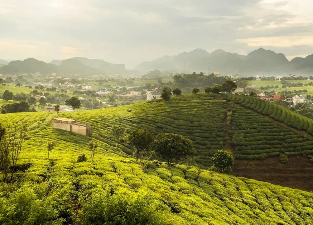 Review check-in Mộc Ch&acirc;u th&aacute;ng 12 - Những ng&agrave;y cuối năm với sắc m&agrave;u rực rỡ 2