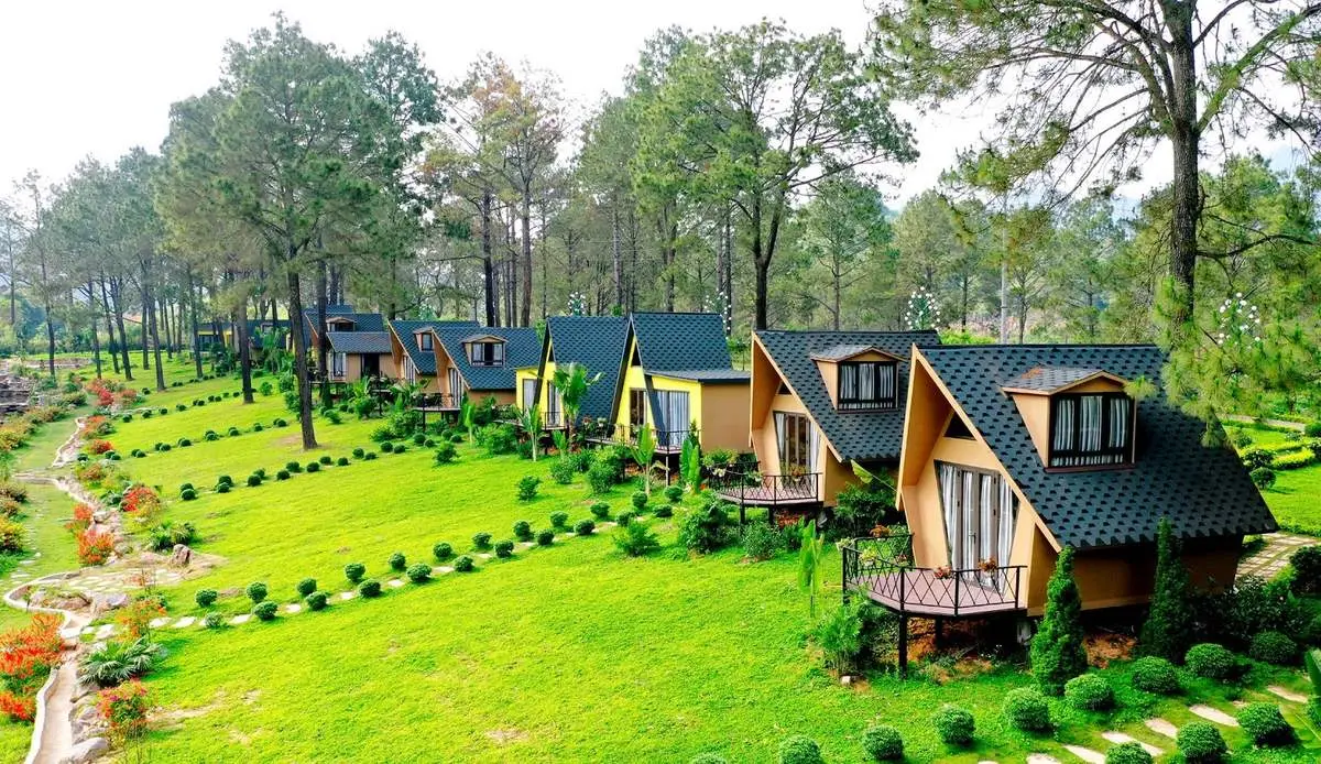 Review rừng th&ocirc;ng Bản &Aacute;ng &ndash; Hơi thở của sự ph&oacute;ng kho&aacute;ng, trong l&agrave;nh v&ugrave;ng T&acirc;y Bắc 7