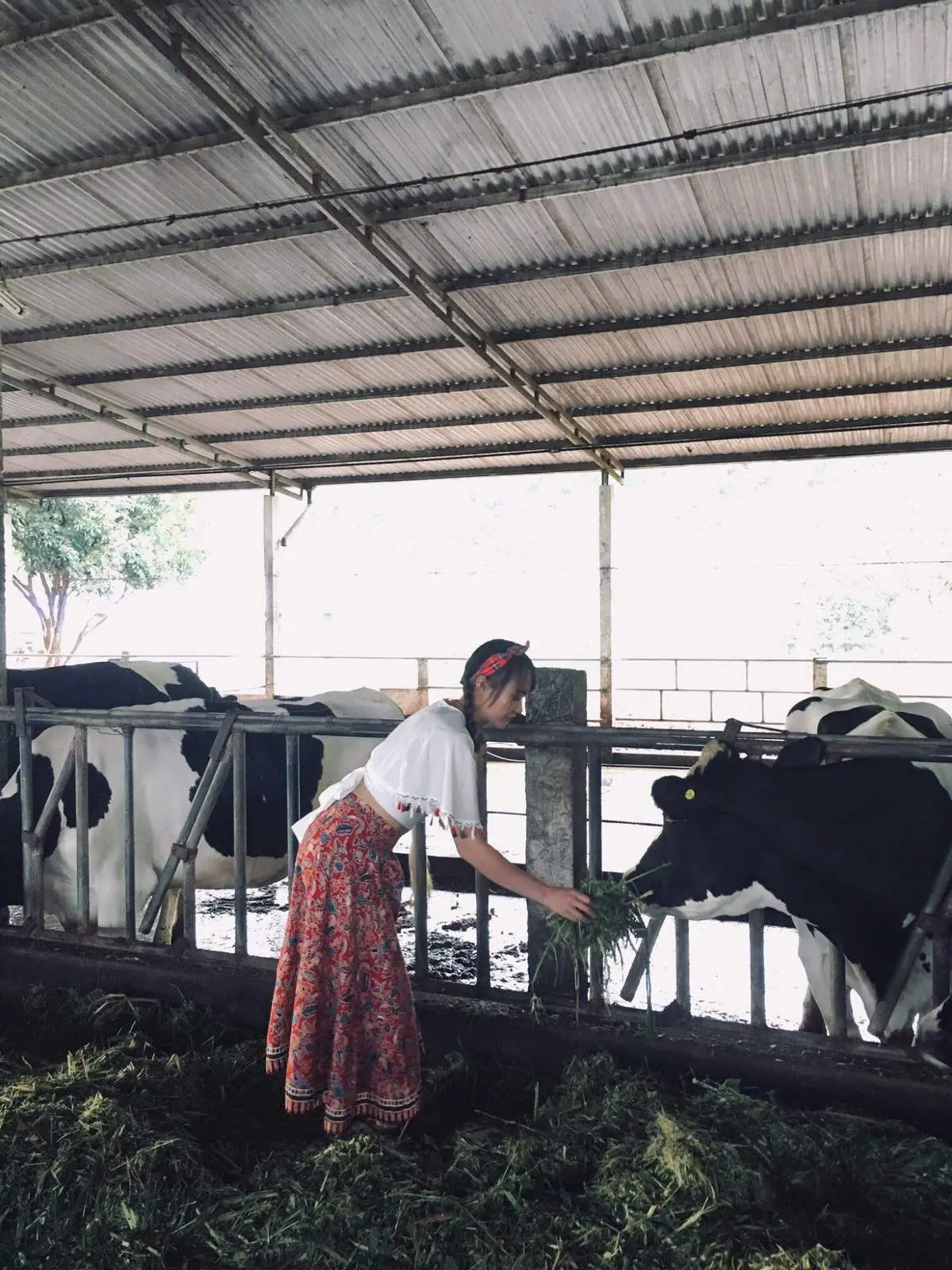 Khám phá nét đẹp thơ mộng với 1 ngày ở trang trại bò sữa Mộc Châu