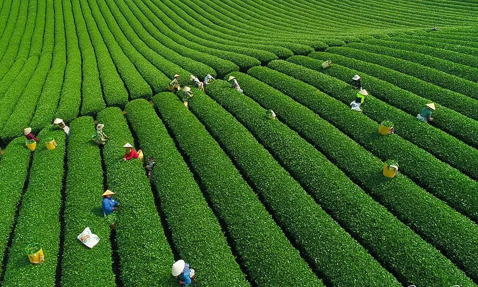 Bỏ túi Lịch trình Mộc Châu - Mai Châu 4N3Đ đầy trải nghiệm thú vị 2
