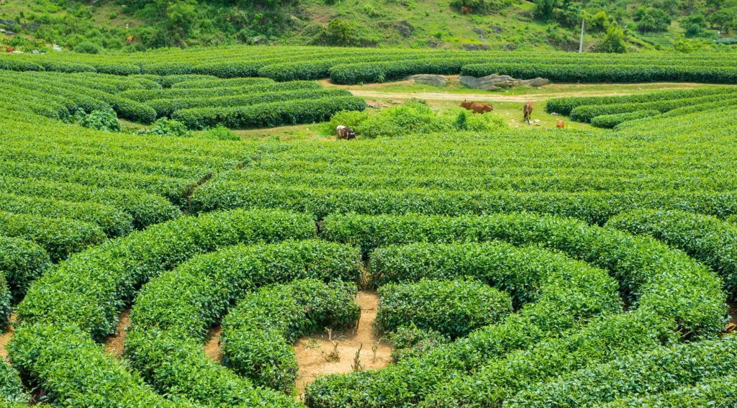 Để MIA.vn gợi &yacute; lịch tr&igrave;nh Mộc Ch&acirc;u 2N1Đ tự t&uacute;c cho bạn 10