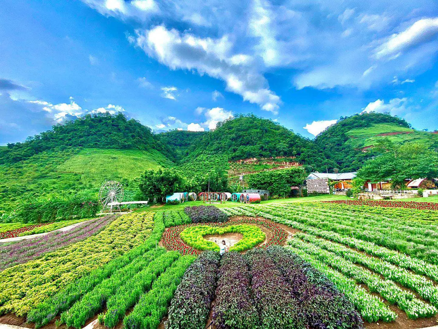 Gợi &yacute; Lịch tr&igrave;nh H&agrave; Nội - Mộc Ch&acirc;u - Thung lũng mận Mu Nấu cực th&uacute; vị 2