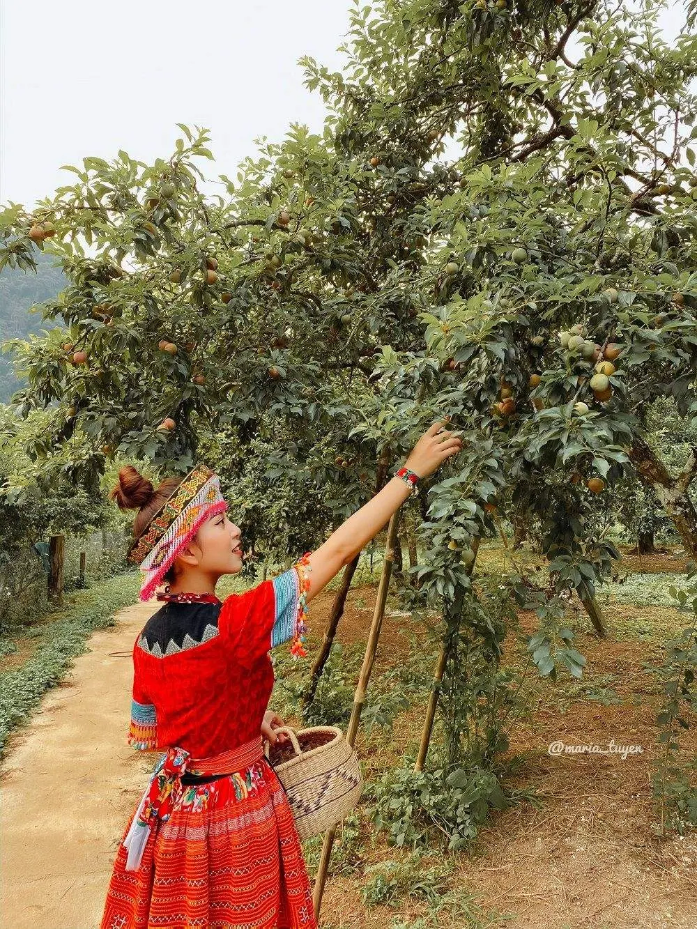 Gợi ý lịch trình hái mận Mộc Châu 3N2Đ trọn vẹn và chi tiết nhất 2