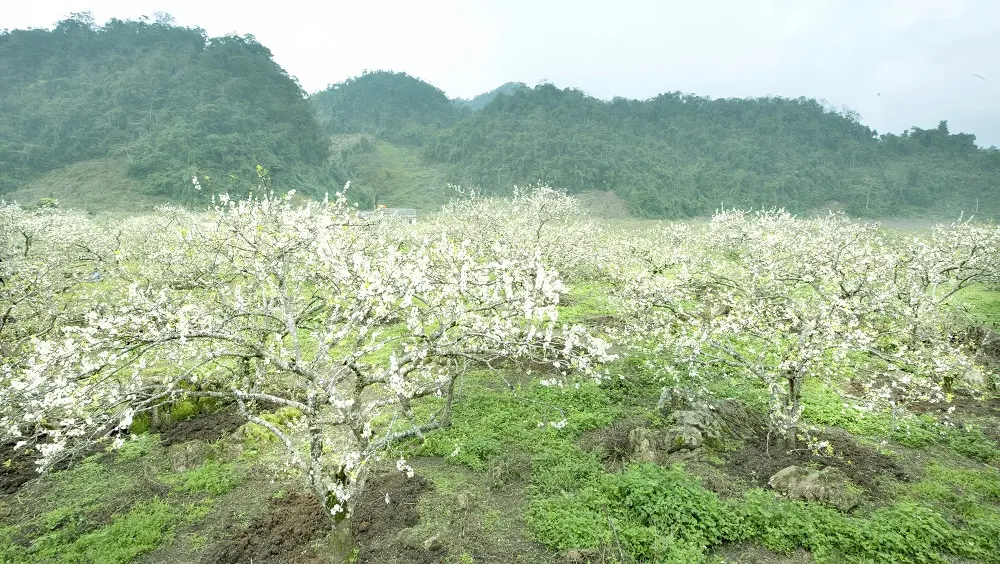 Gợi &yacute; lịch tr&igrave;nh Mộc Ch&acirc;u m&ugrave;a mận ch&iacute;n th&uacute; vị nhất d&agrave;nh cho bạn 4
