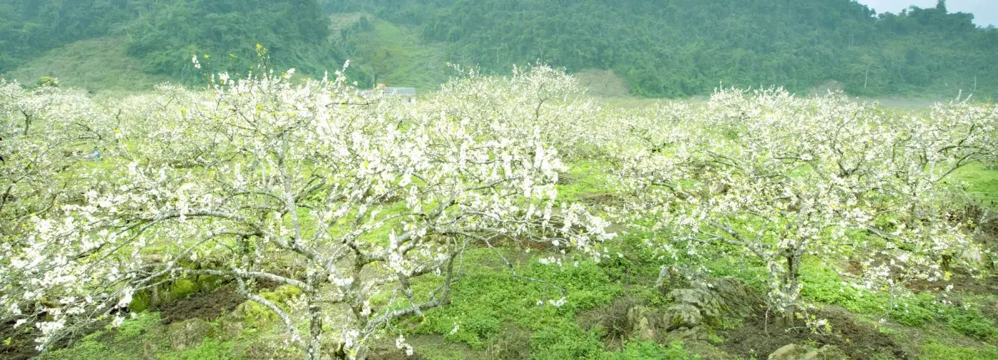Gợi ý lịch trình Mộc Châu 2N2Đ tự túc với những điểm đến hấp dẫn