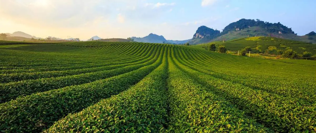 Gợi ý lịch trình Mộc Châu 3N2Đ tự túc chi tiết nhất