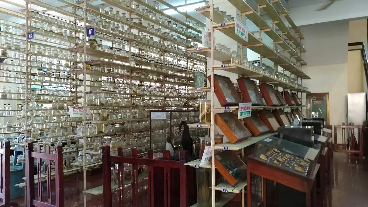 Viện Hải Dương Học Nha Trang - Nơi bảo tồn mẫu vật của hơn 5000 loại sinh vật biển 14